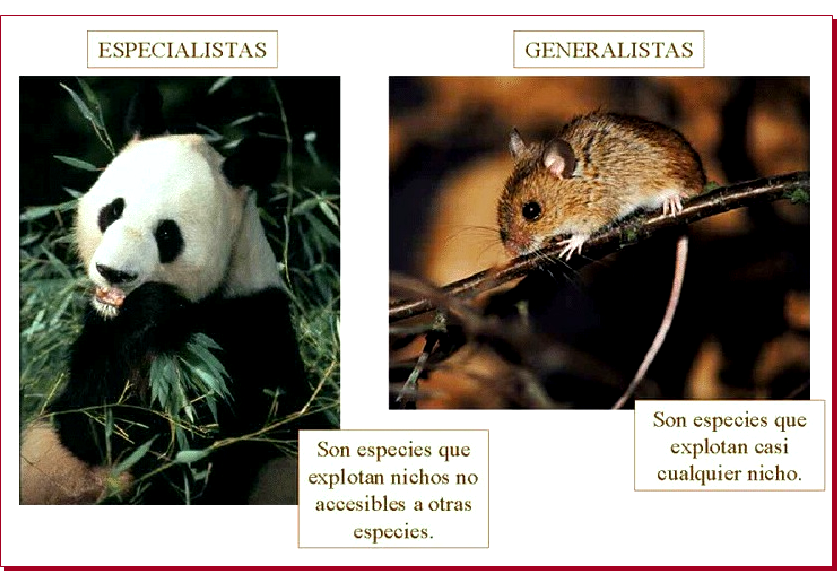 Especies amenazadas y en peligro de extinción
