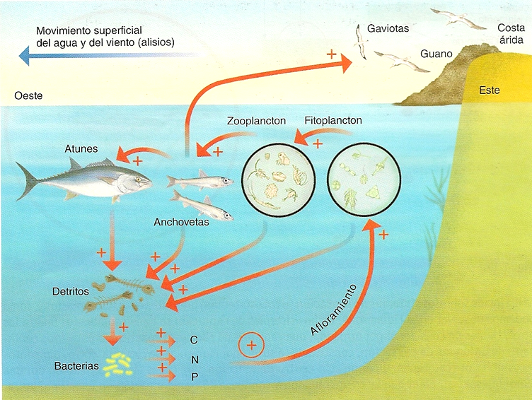 Especies amenazadas y en peligro de extinción