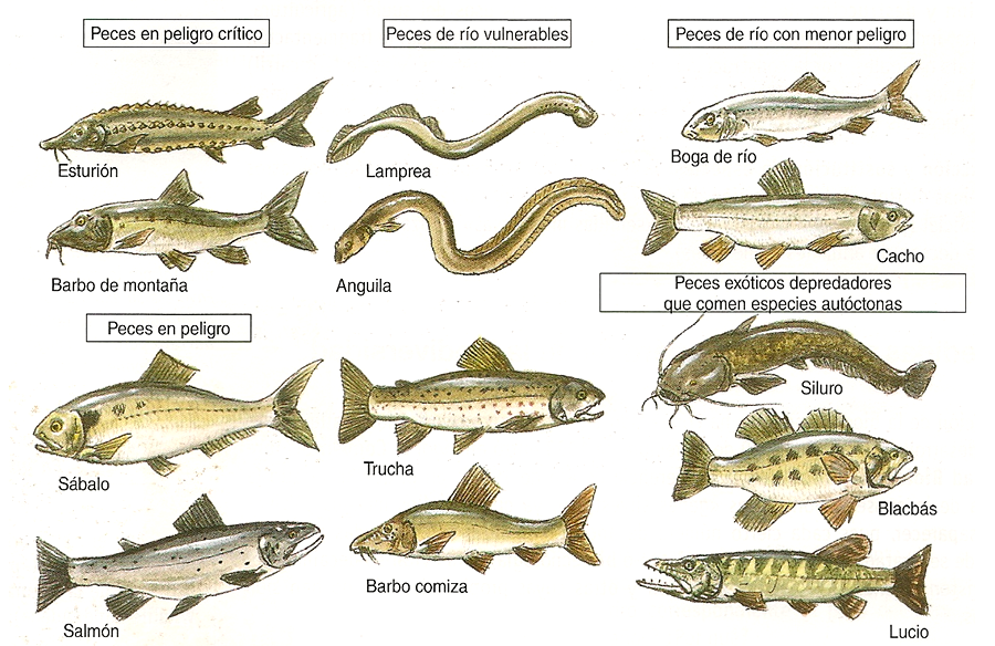 Especies amenazadas y en peligro de extinción