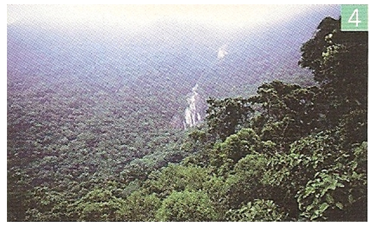 Especies amenazadas y en peligro de extinción