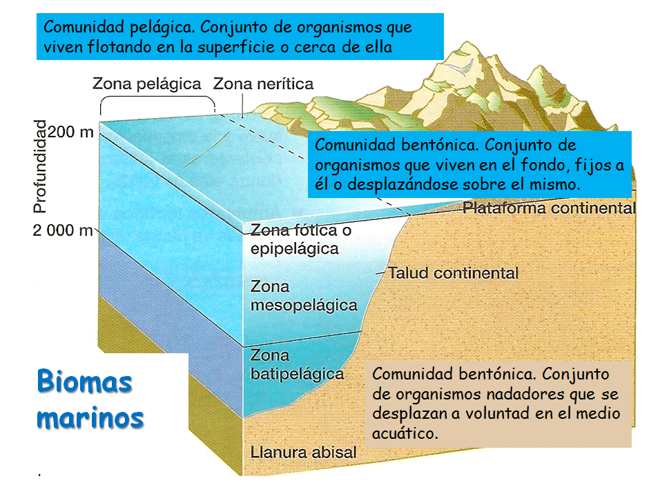 Especies amenazadas y en peligro de extinción