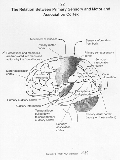 Definiciones de la Neuropsicología. 