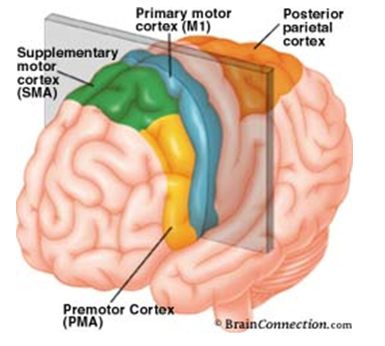 Definiciones de la Neuropsicología. 