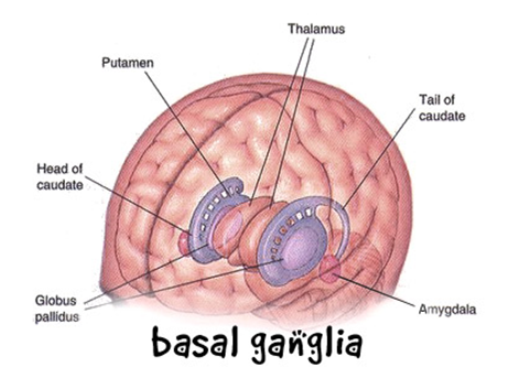 Definiciones de la Neuropsicología. 