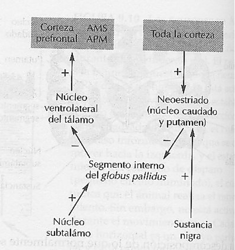 Definiciones de la Neuropsicología. 
