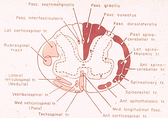 Definiciones de la Neuropsicología. 