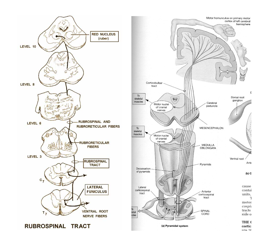 Definiciones de la Neuropsicología. 