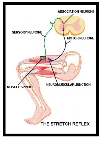 Definiciones de la Neuropsicología. 