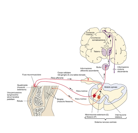 Definiciones de la Neuropsicología. 