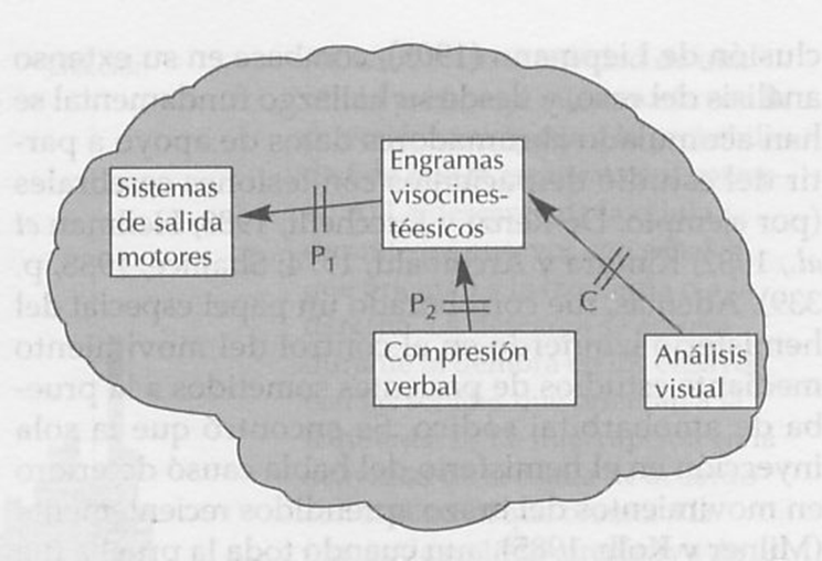 Definiciones de la Neuropsicología. 