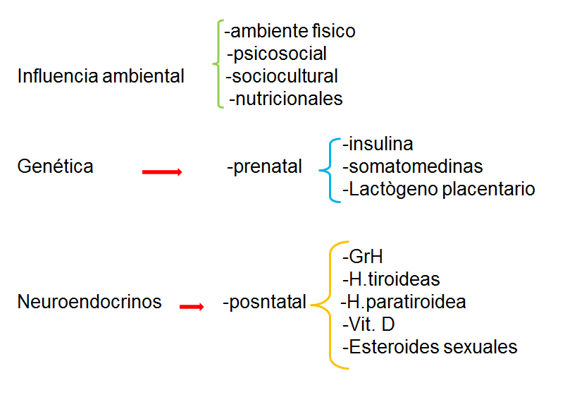 Neurodesarrollo de 0 a 6 años