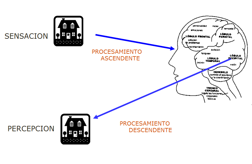  Procesos cognitivos: Atención, sensación, percepción, memoria.