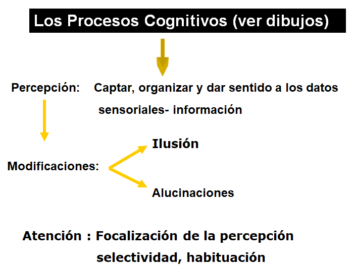 Procesos cognitivos II: Pensamiento e inteligencia.