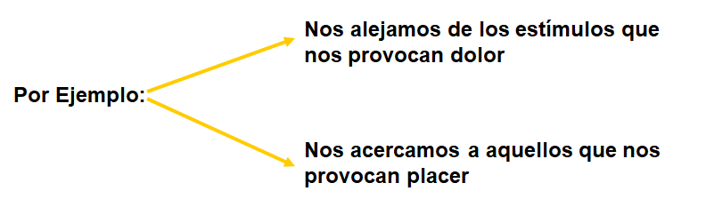 Procesos cognitivos II: Pensamiento e inteligencia.