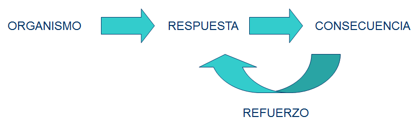 Proceso histórico de la psicología: estructuralismo, funcionalismo, psicoanálisis.