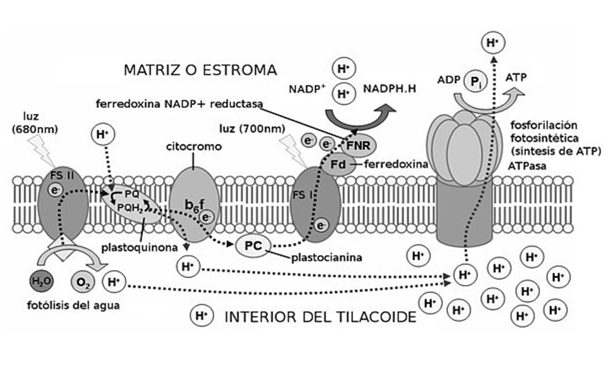 La Neurona: - Definición - Estructura 