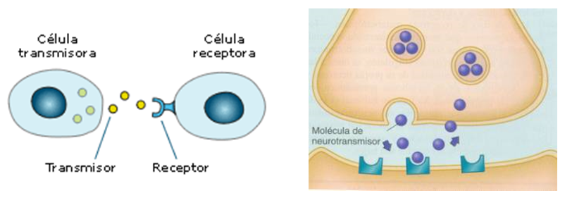La Neurona: - Definición - Estructura 