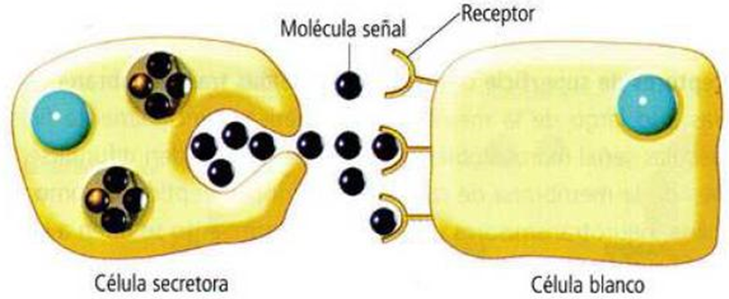 La Neurona: - Definición - Estructura 