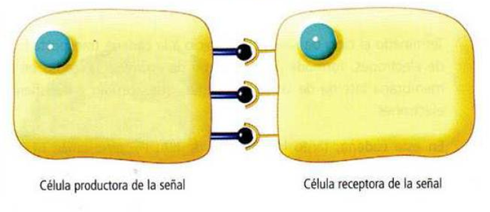 La Neurona: - Definición - Estructura 