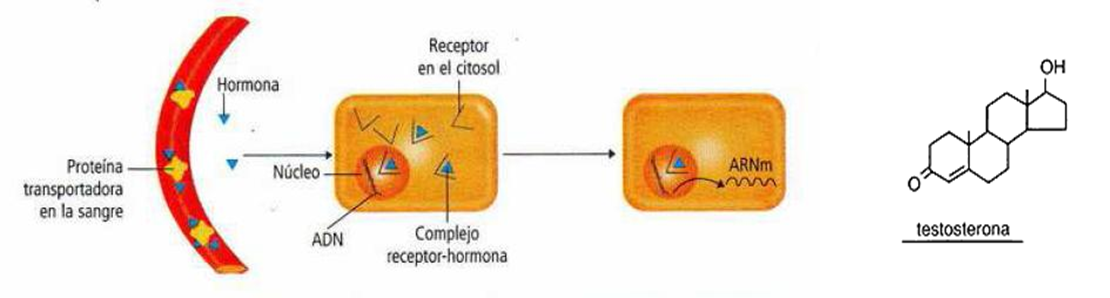 La Neurona: - Definición - Estructura 
