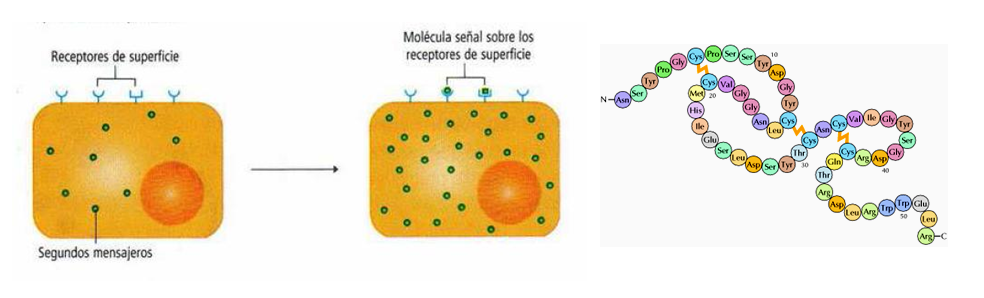 La Neurona: - Definición - Estructura 