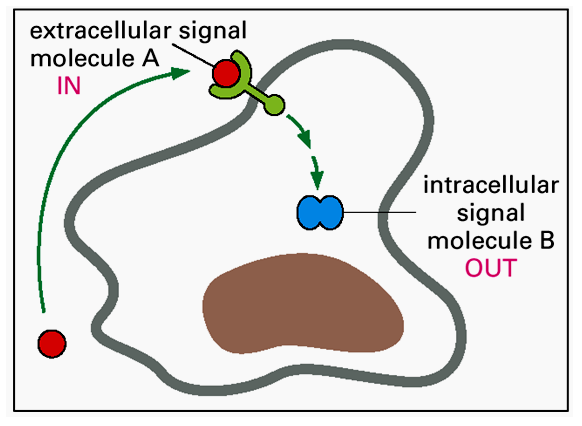 La Neurona: - Definición - Estructura 