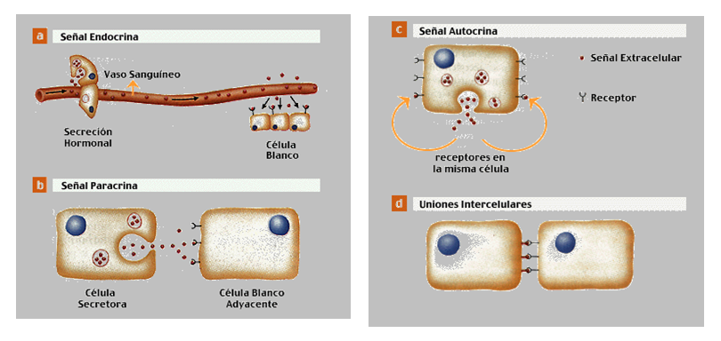La Neurona: - Definición - Estructura 