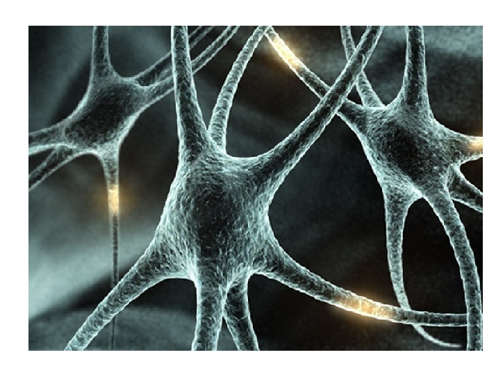 La Neurona: - Definición - Estructura 