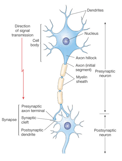 Los Neurotransmisores: - Definición - Importancia - Desequilibrio 16. Principales Neurotransmisores: - Drogas en los neurotrasmisores