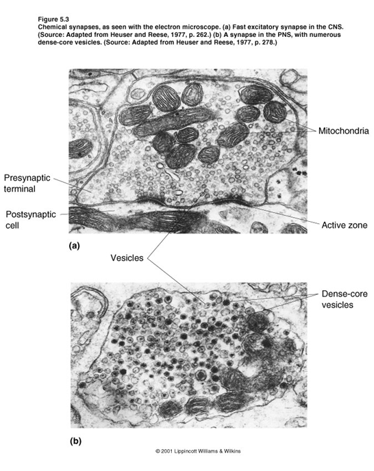 Los Neurotransmisores: - Definición - Importancia - Desequilibrio 16. Principales Neurotransmisores: - Drogas en los neurotrasmisores