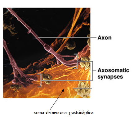Los Neurotransmisores: - Definición - Importancia - Desequilibrio 16. Principales Neurotransmisores: - Drogas en los neurotrasmisores