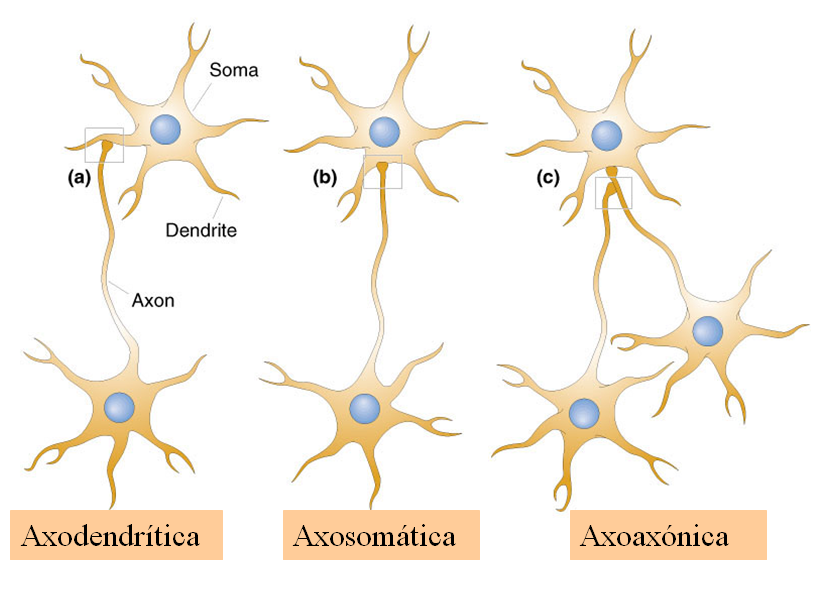 Los Neurotransmisores: - Definición - Importancia - Desequilibrio 16. Principales Neurotransmisores: - Drogas en los neurotrasmisores