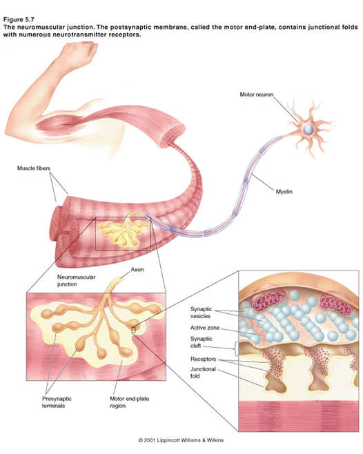 Los Neurotransmisores: - Definición - Importancia - Desequilibrio 16. Principales Neurotransmisores: - Drogas en los neurotrasmisores