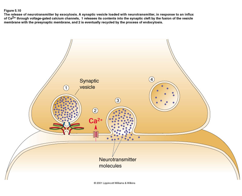 Los Neurotransmisores: - Definición - Importancia - Desequilibrio 16. Principales Neurotransmisores: - Drogas en los neurotrasmisores