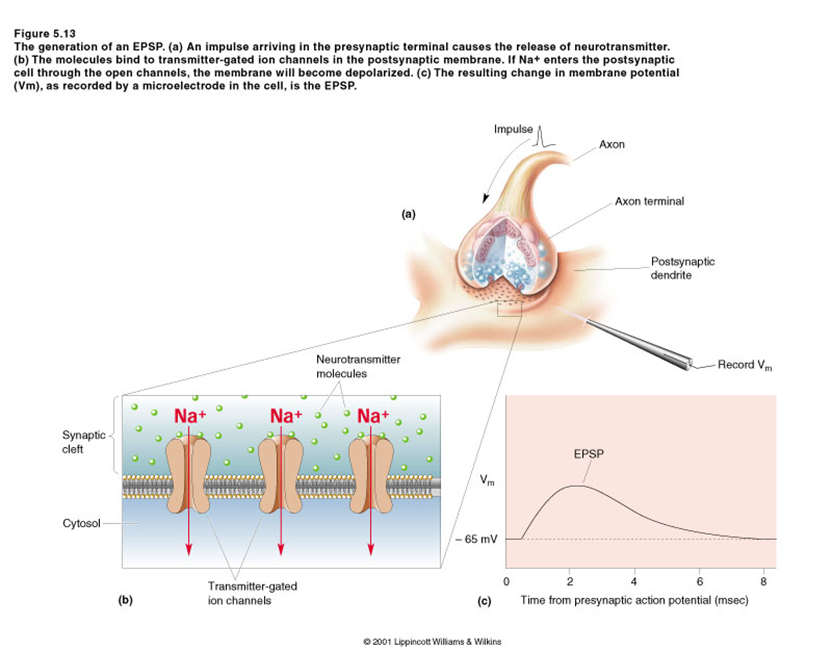 Los Neurotransmisores: - Definición - Importancia - Desequilibrio 16. Principales Neurotransmisores: - Drogas en los neurotrasmisores