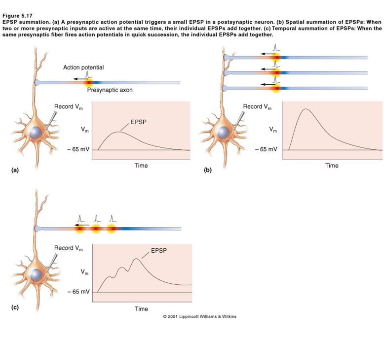 Los Neurotransmisores: - Definición - Importancia - Desequilibrio 16. Principales Neurotransmisores: - Drogas en los neurotrasmisores