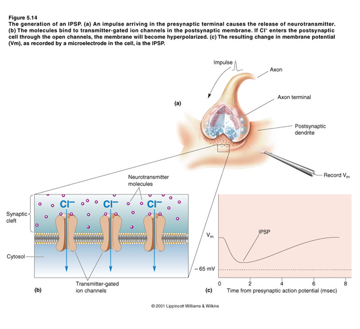 Los Neurotransmisores: - Definición - Importancia - Desequilibrio 16. Principales Neurotransmisores: - Drogas en los neurotrasmisores