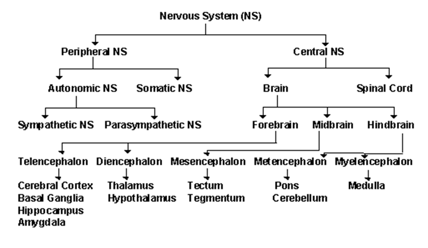 El Sistema Nervioso: a. S.N. Periférico - Somático - Autónomo