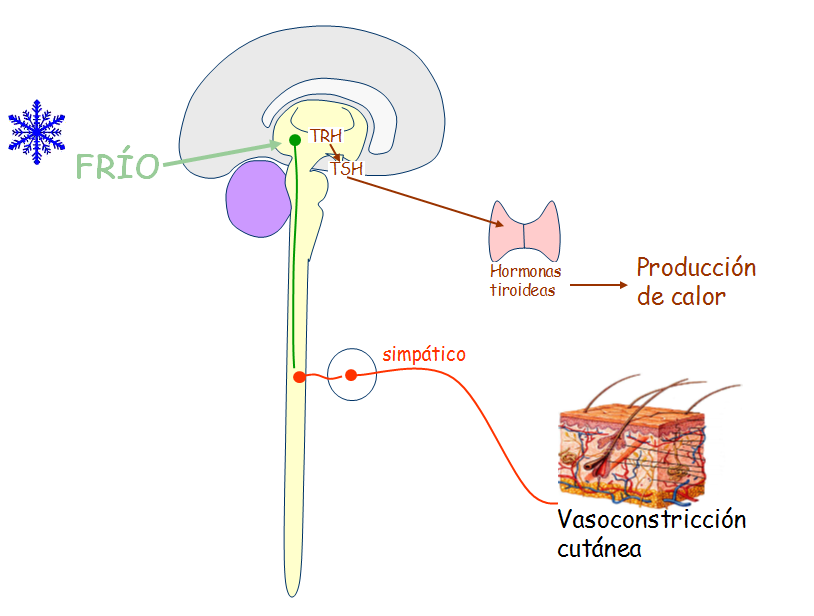 El Sistema Nervioso: a. S.N. Periférico - Somático - Autónomo