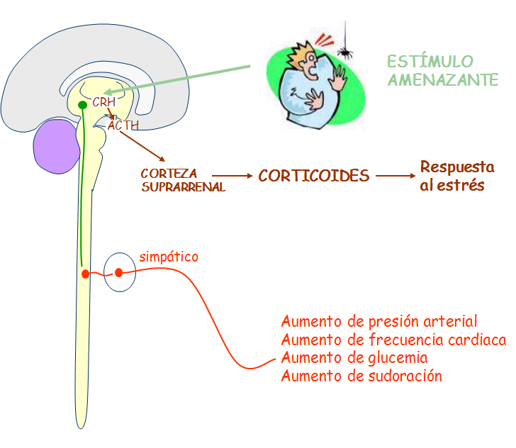 El Sistema Nervioso: a. S.N. Periférico - Somático - Autónomo