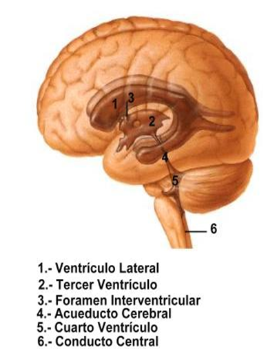 El Sistema Nervioso: b. S.N. Central - Médula Espinal - Encéfalo