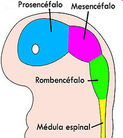 El Sistema Nervioso: b. S.N. Central - Médula Espinal - Encéfalo
