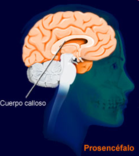 El Sistema Nervioso: b. S.N. Central - Médula Espinal - Encéfalo