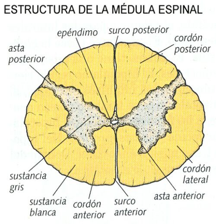 El Sistema Nervioso: b. S.N. Central - Médula Espinal - Encéfalo