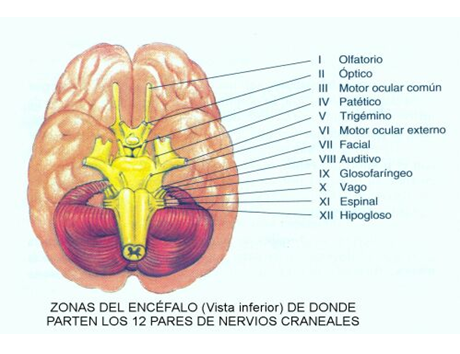 El Sistema Nervioso: b. S.N. Central - Médula Espinal - Encéfalo