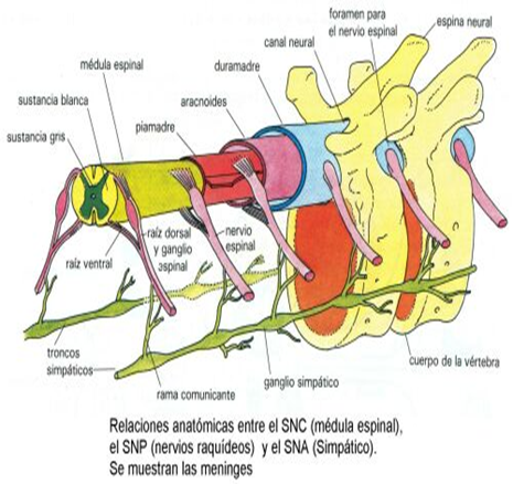El Sistema Nervioso: b. S.N. Central - Médula Espinal - Encéfalo