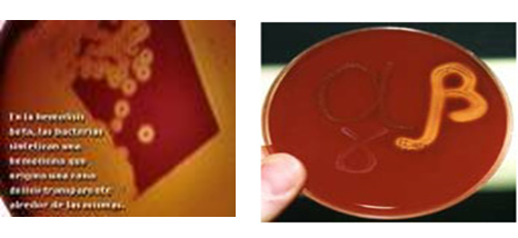 Describe las características, patogenicidad, vías de transmisión y prevención. Staphylococcus y Streptococcus.