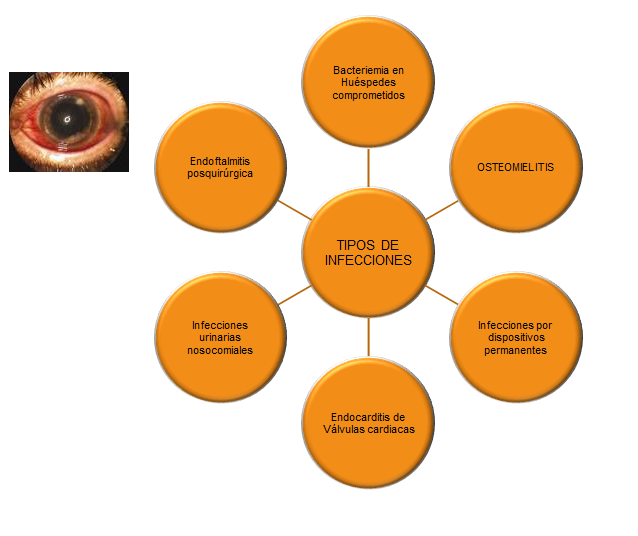 Describe las características, patogenicidad, vías de transmisión y prevención. Staphylococcus y Streptococcus.