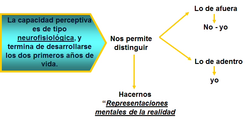 La percepción: concepto e importancia. 
