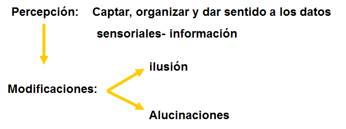 La percepción: concepto e importancia. 